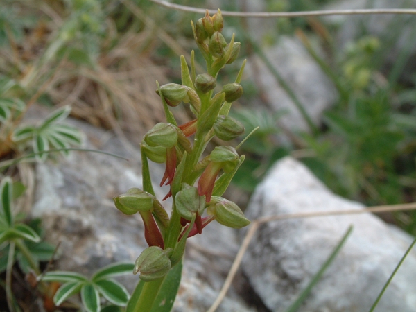 Coeloglossum viride